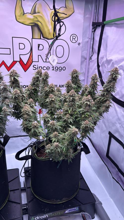 Gelato 33 & 24K Gold. Week 16