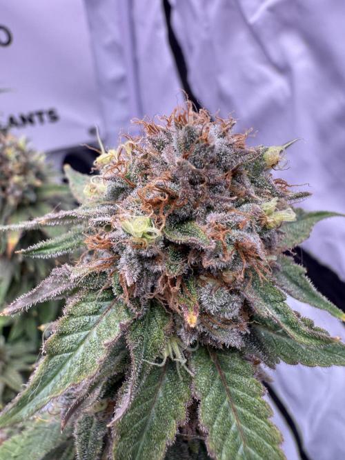 Gelato 33 & 24K Gold. Week 16