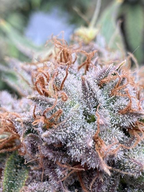 Gelato 33 & 24K Gold. Week 16