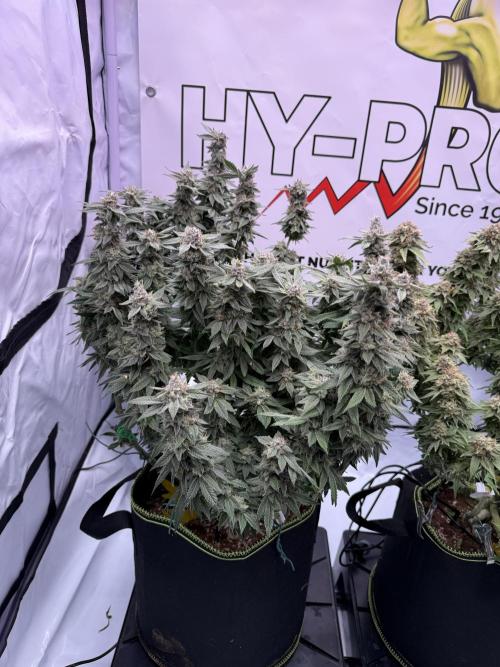 Gelato 33 & 24K Gold. Week 16