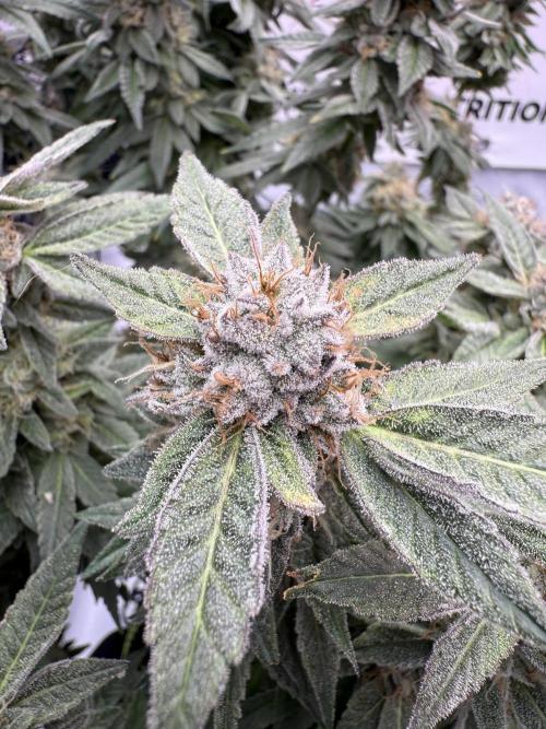 Gelato 33 & 24K Gold. Week 16