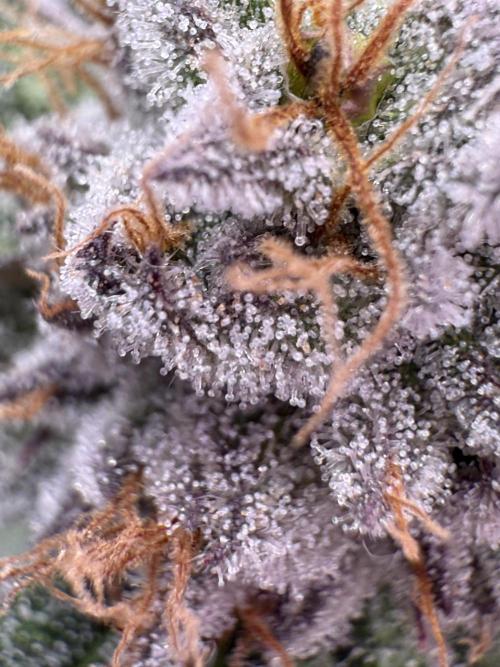 Gelato 33 & 24K Gold. Week 16