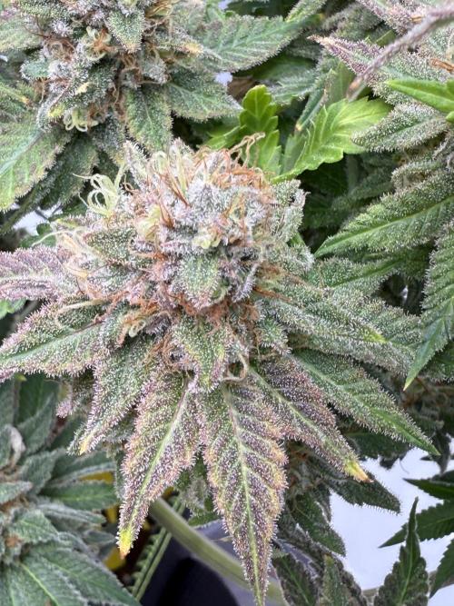 Gelato 33 & 24K Gold. Week 16 - Gelato 33 — Blütetag 91

Temperatur: 25,5 °C  
Luftfeuchtigkeit: 50 %  
VPD: 1,4