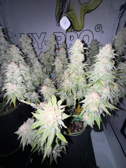 Gelato 33 & 24K Gold. Week 16 - Gelato 33 — Blütetag 91

Temperatur: 25,5 °C  
Luftfeuchtigkeit: 50 %  
VPD: 1,4