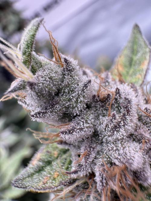 Gelato 33 & 24K Gold. Week 16 - 24K Gold — Blütetag 92

Temperatur: 25,4 °C  
Luftfeuchtigkeit: 50 %  
VPD: 1,42