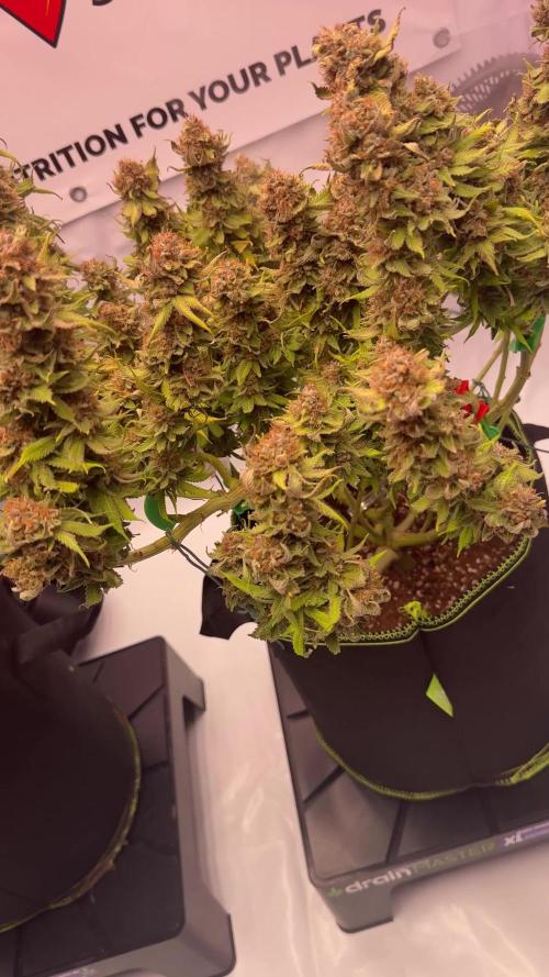 Gelato 33 & 24K Gold