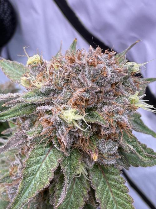 Gelato 33 & 24K Gold. Week 17