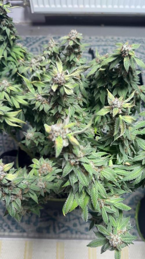 Gelato 33 & 24K Gold