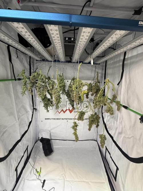 Gelato 33 & 24K Gold. Week 17