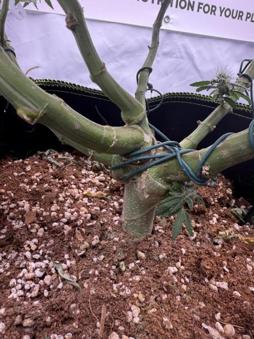 Gelato 33 & 24K Gold. Week 17