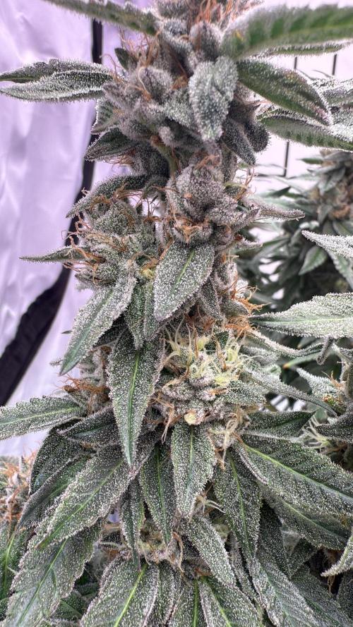 Gelato 33 & 24K Gold. Week 17