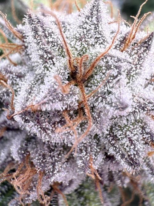 Gelato 33 & 24K Gold. Week 17