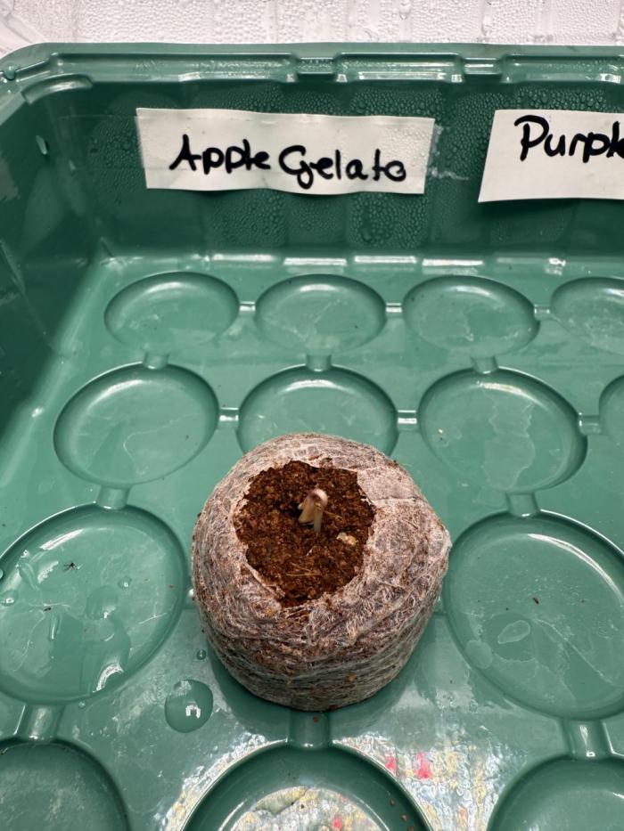 Apple Gelato Superstrainseeds. Week 0 - After 32 hours we have our first hatch.
Temperature is steady at 25 °C and humid