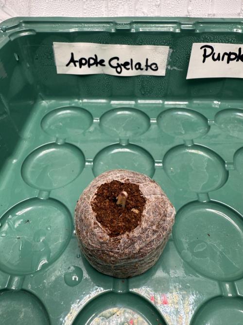 Apple Gelato Superstrainseeds. Week 0 - Temperatur: 24 °C  
 Luftfeuchtigkeit: 79 %  
 VPD: 0.94 kPa  
 pH: 5,8
35 W