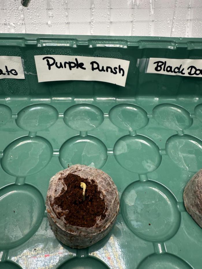 Purple Punsh Superstrainseeds. Week 0 - After 32 hours we have our first hatch.
Temperature is steady at 25 °C and humid