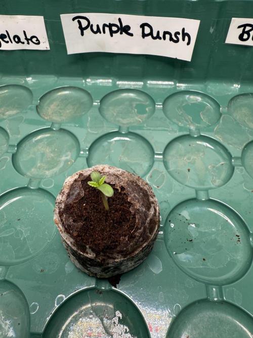 Purple Punsh Superstrainseeds. Week 0 - Day 3 