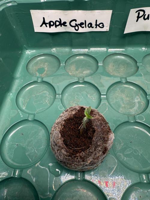 Apple Gelato Superstrainseeds. Week 0 -  Temperatur: 25 °C  
 Luftfeuchtigkeit: 76 %  
 VPD: 0.94 kPa  
 pH: 5,8
35 W