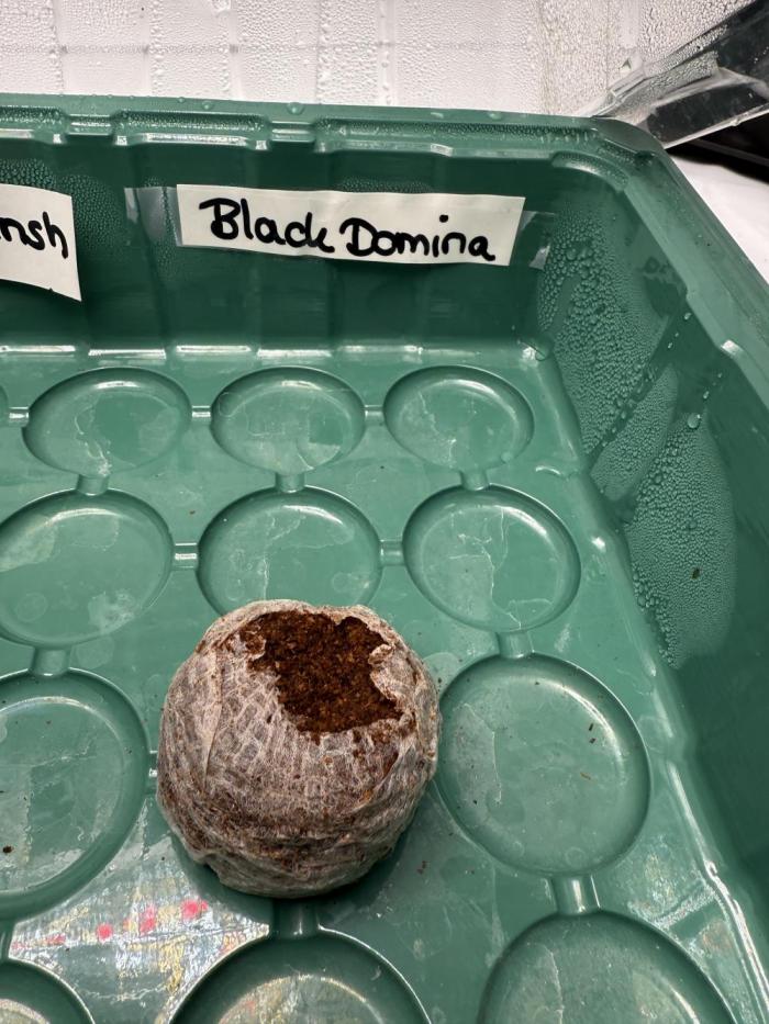 Black Domina Superstrainseeds. Week 0
