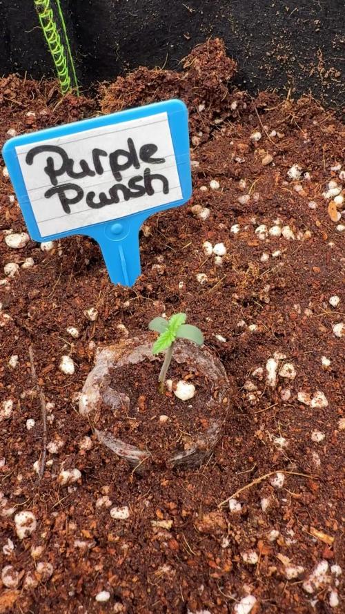 Purple Punsh Superstrainseeds