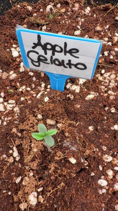 Apple Gelato Superstrainseeds