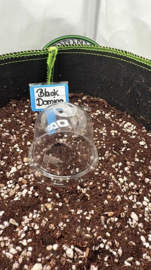 Black Domina Superstrainseeds