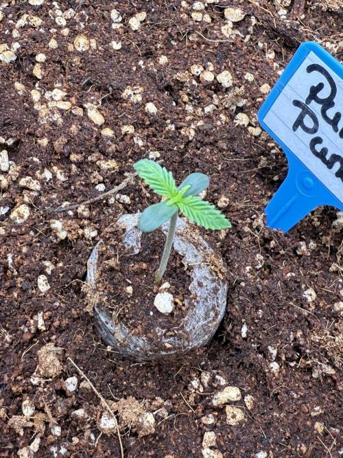 Purple Punsh Superstrainseeds. Week 1