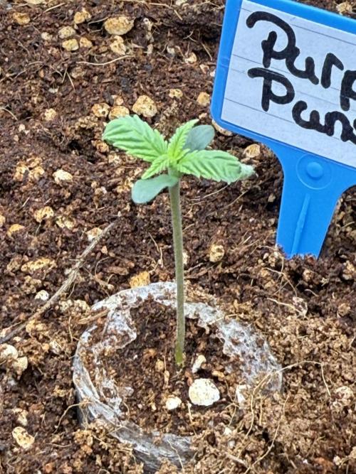 Purple Punsh Superstrainseeds. Week 1