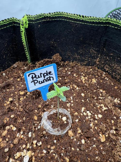 Purple Punsh Superstrainseeds. Week 1