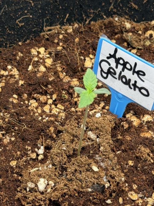 Apple Gelato Superstrainseeds. Week 1