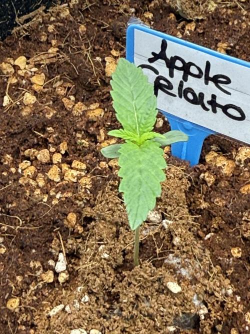 Apple Gelato Superstrainseeds. Week 1