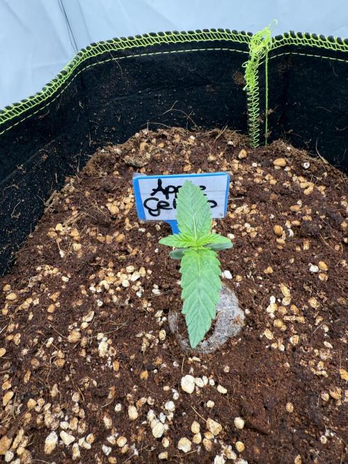 Apple Gelato Superstrainseeds. Week 1