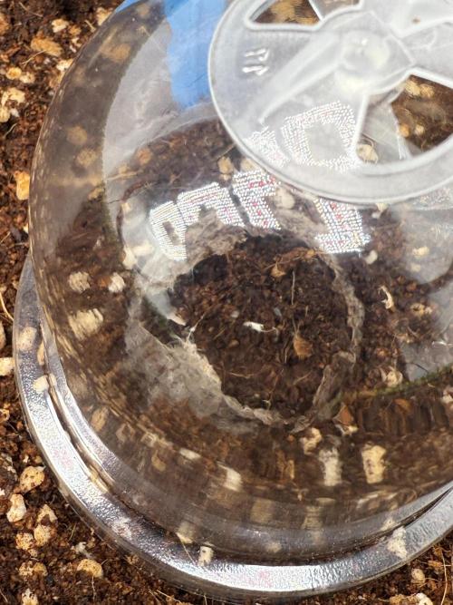 Black Domina Superstrainseeds. Week 1