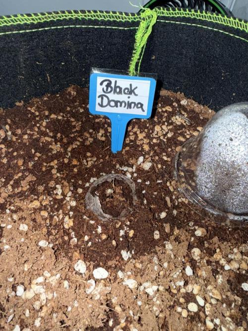Black Domina Superstrainseeds. Week 1
