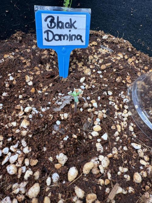 Black Domina Superstrainseeds. Week 1