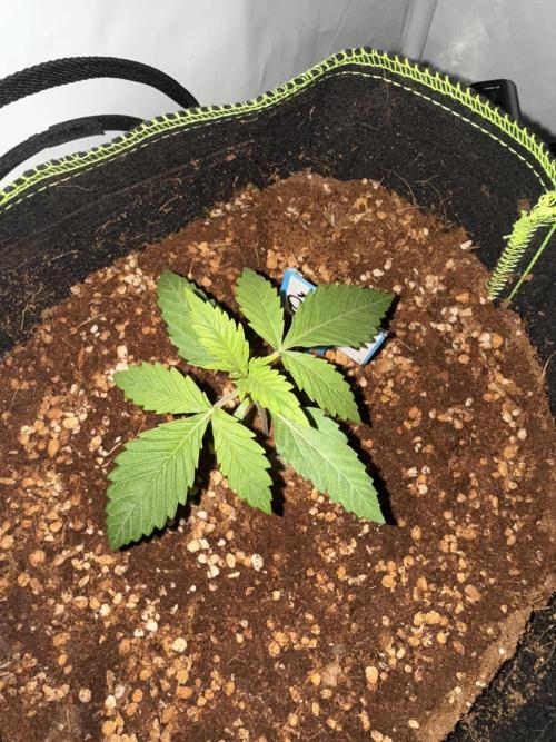 Apple Gelato Superstrainseeds. Week 1