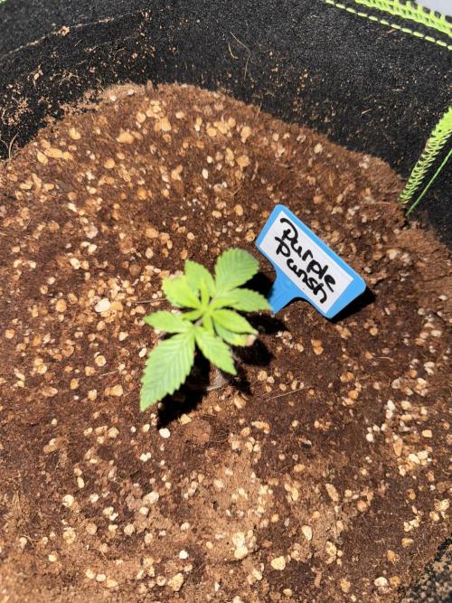 Purple Punsh Superstrainseeds. Week 1