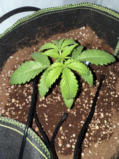 Apple Gelato Superstrainseeds. Week 2