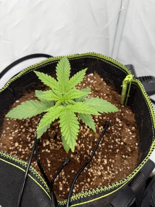 Apple Gelato Superstrainseeds. Week 2