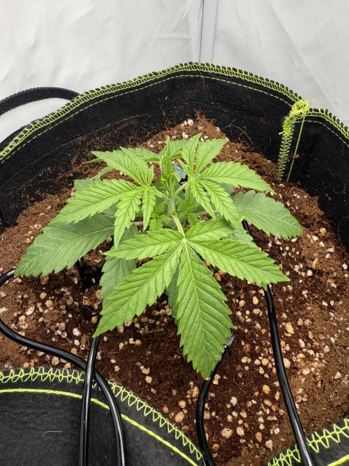 Apple Gelato Superstrainseeds. Week 2