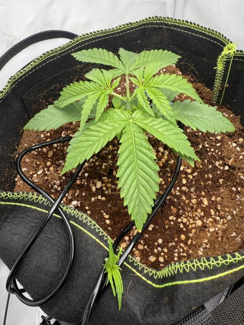 Apple Gelato Superstrainseeds. Week 2