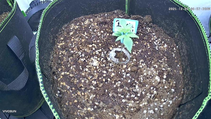 Purple Punsh Superstrainseeds. Week 2