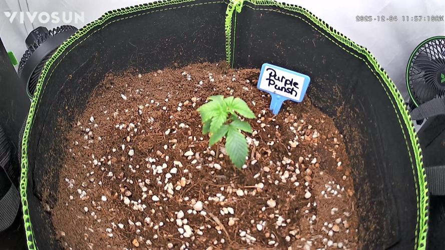 Purple Punsh Superstrainseeds. Week 2