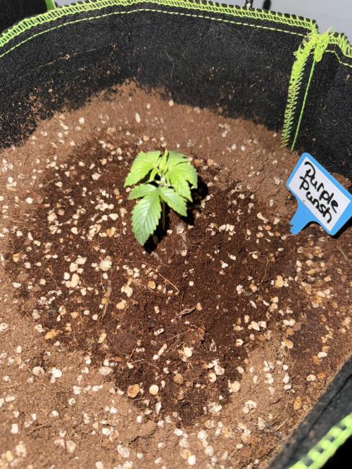 Purple Punsh Superstrainseeds. Week 2