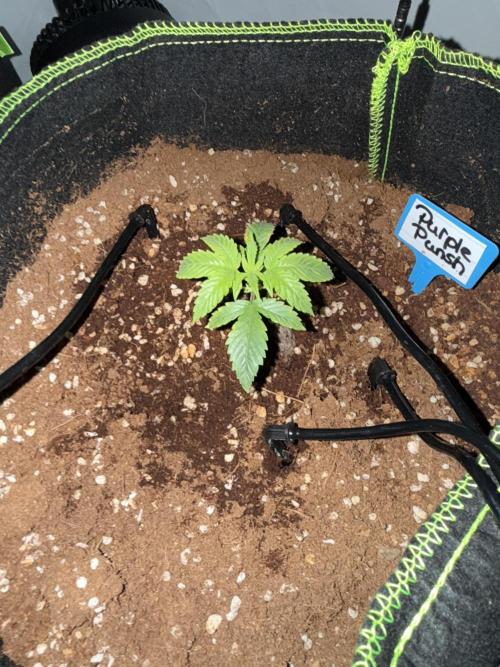 Purple Punsh Superstrainseeds. Week 2