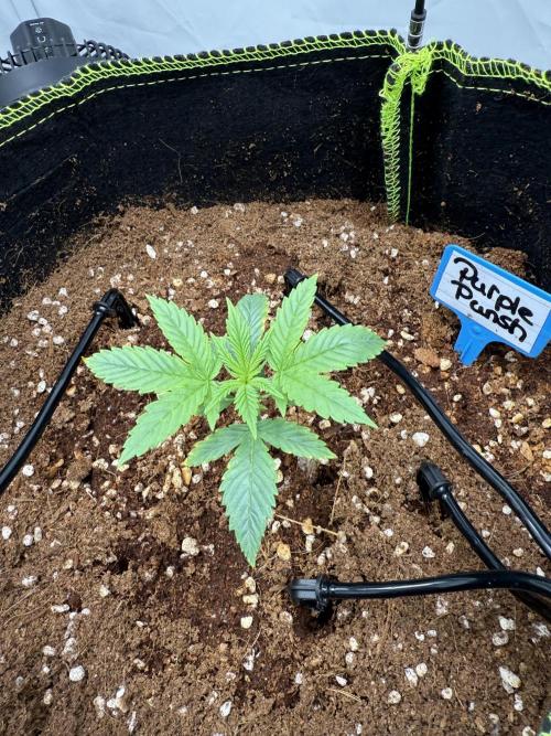 Purple Punsh Superstrainseeds. Week 2