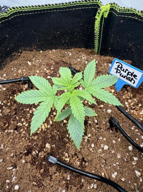 Purple Punsh Superstrainseeds. Week 2