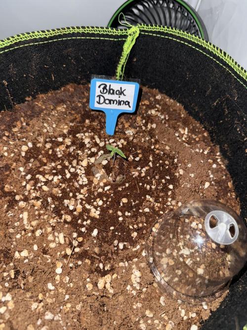 Black Domina Superstrainseeds. Week 2