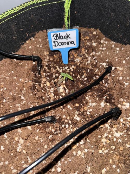 Black Domina Superstrainseeds. Week 2