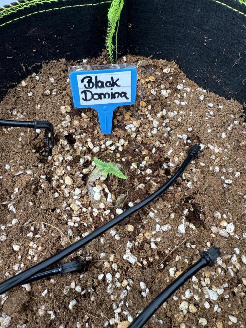 Black Domina Superstrainseeds. Week 2