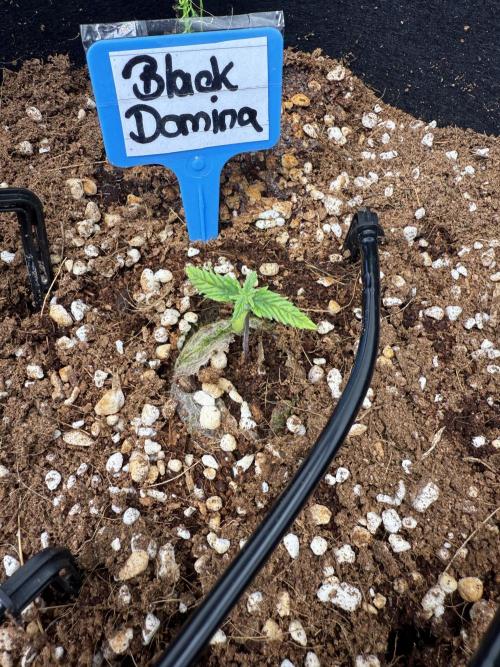 Black Domina Superstrainseeds. Week 2